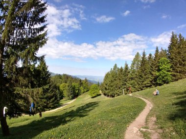 Güneşli bir günde güzel yeşil orman manzarası 