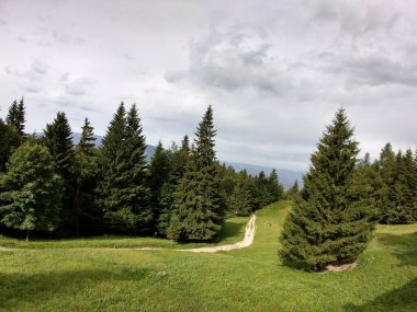 Güzel yeşil dağ orman