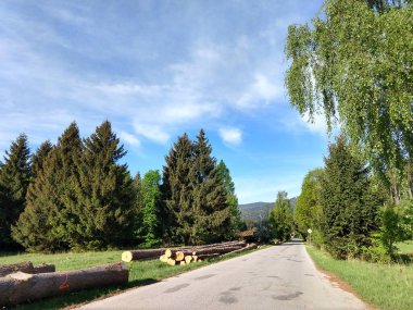 Güneşli bir günde yeşil ormanda yol