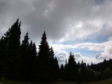 Güzel yeşil dağ orman