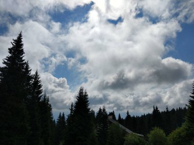 Güzel yeşil dağ orman