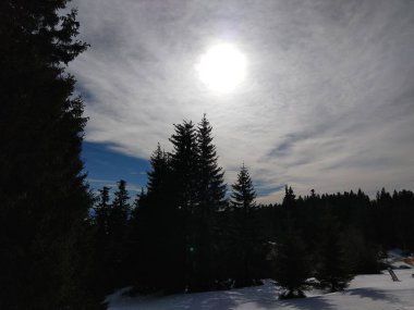 Arkadaki dağlarda kış ormanı