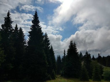 Güzel yeşil dağ orman