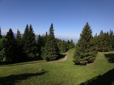 Güneşli bir günde güzel yeşil orman manzarası