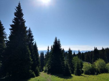 Güneşli bir günde güzel yeşil orman manzarası  
