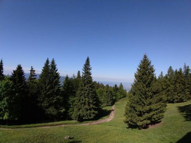 Güneşli bir günde güzel yeşil orman manzarası