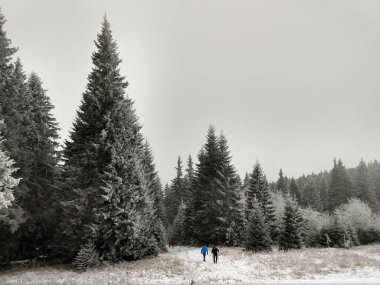 gündüz karlı Kış ormanı