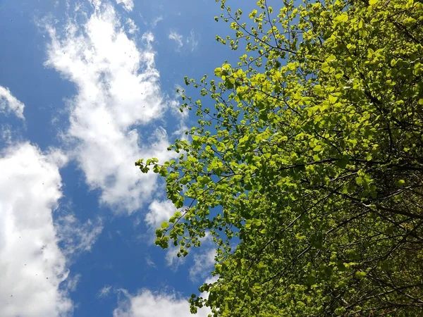 Grüne Bäume Vor Blauem Himmel Mit Wolken — Stockfoto