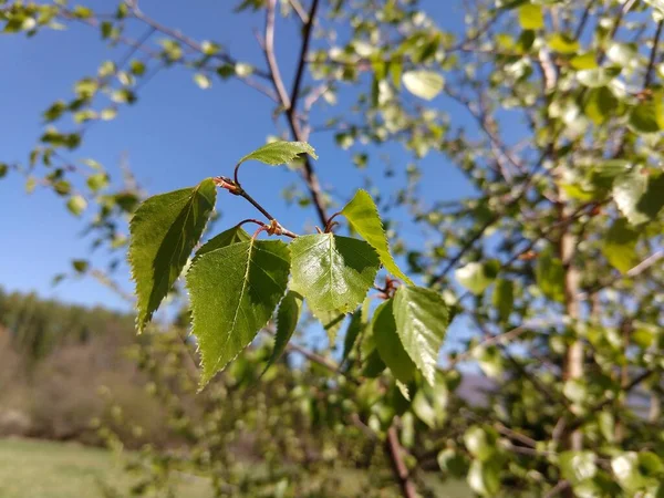 Closeup Branch Green Tree — Stock Photo, Image