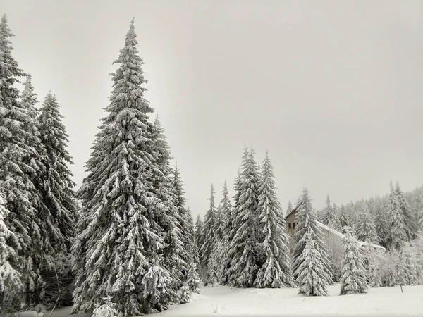 Příroda Pod Sněhem Během Zimy Slovensko — Stock fotografie