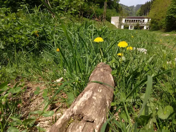 Žlutá Pampeliška Kvete Trávě Slovensko — Stock fotografie