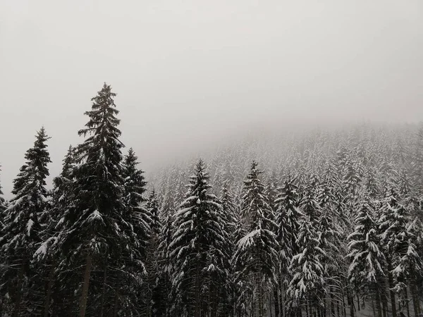 Naturaleza Bajo Nieve Durante Invierno Países Bajos — Foto de Stock