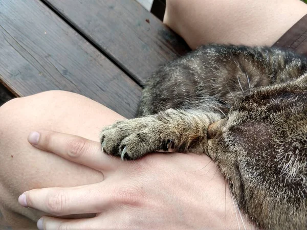 Katze Schläft Auf Der Person Slowakei — Stockfoto