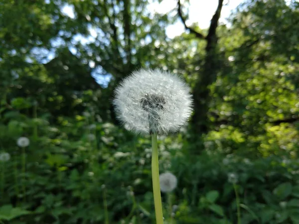 Pré Vert Avec Des Fleurs Forêt — Photo