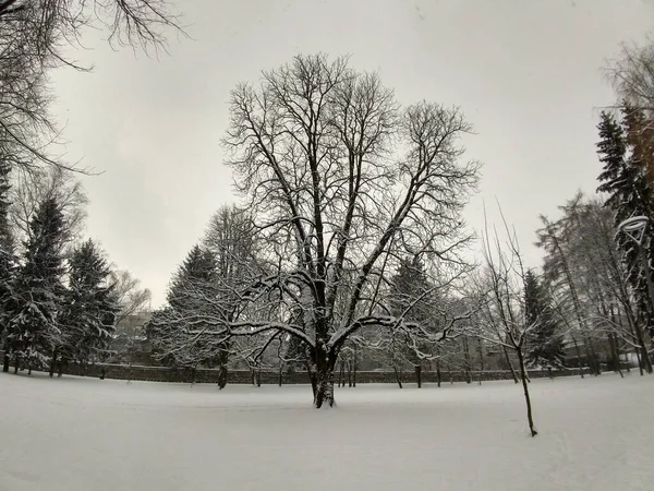 Bosque Nevado Temporada Invierno — Foto de Stock