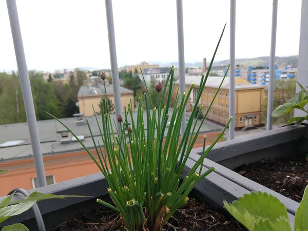 Schöne Grüne Pflanzen Auf Balkon Hintergrund — Stockfoto