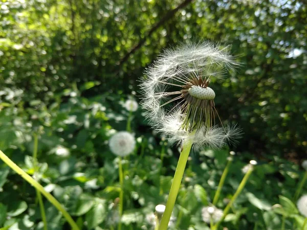 Prado Verde Com Flores Floresta — Fotografia de Stock