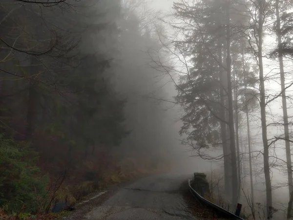 Beautiful Misty Autumn Forest — Stock Photo, Image