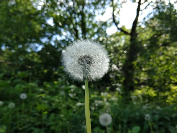 Grüne Wiese Mit Blumen Wald — Stockfoto