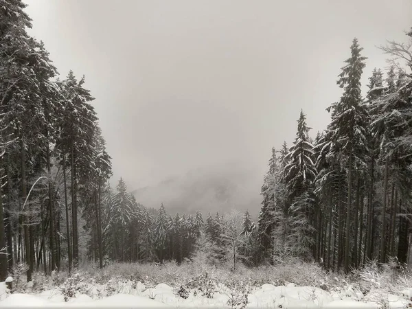 Naturaleza Bajo Nieve Durante Invierno Países Bajos — Foto de Stock