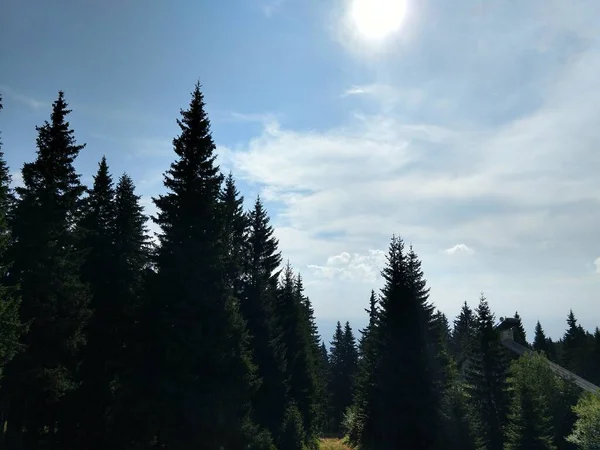 Mooie Groene Bergbos — Stockfoto