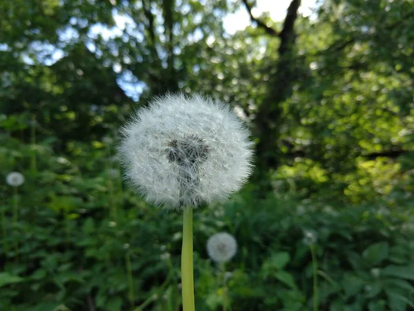 Groene Weide Met Bloemen Het Bos — Stockfoto