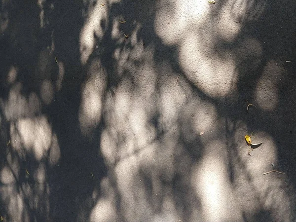 Πεσμένα Φύλλα Στο Πεζοδρόμιο Ηλιόλουστη Μέρα — Φωτογραφία Αρχείου