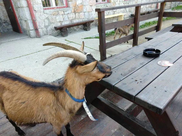 Chèvre Marche Dans Cour Chalet — Photo