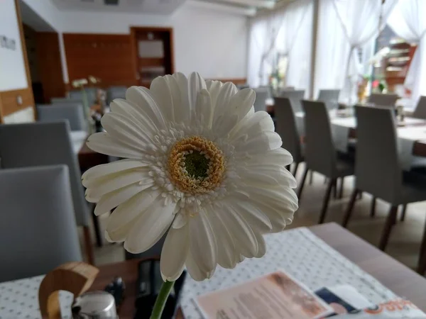 Fehér Virág Vázában Étteremben Szlovákia — Stock Fotó