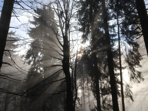 Schöner Nebliger Herbstwald Sonnigem Tag — Stockfoto