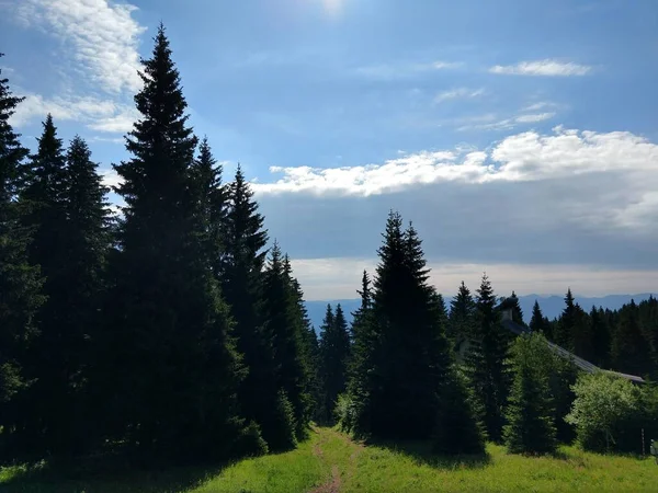 Vackra Gröna Bergskog — Stockfoto