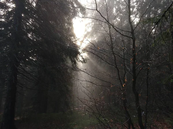 Schönes Herbstholz Herbst Slowakei — Stockfoto