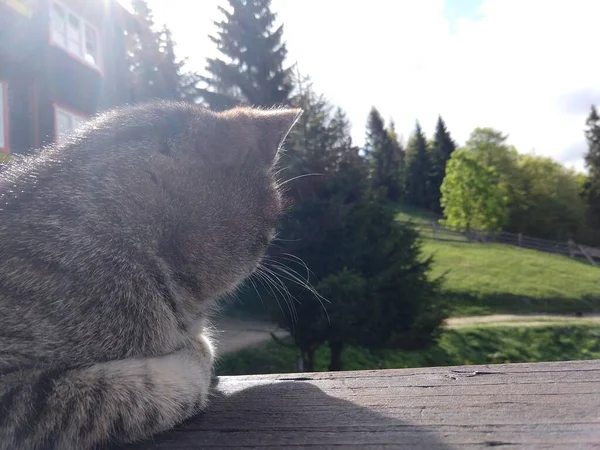 Cat Sitting Wooden Balcony Looking Forest Landscape — ストック写真