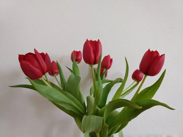 Beau Bouquet Tulipes Rouges Sur Fond Blanc — Photo