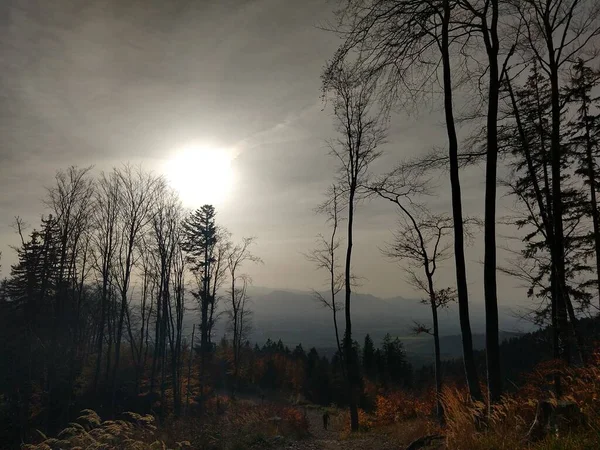 Mlhavý Pohled Horský Les — Stock fotografie