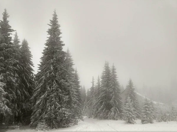 Natura Pod Śniegiem Zimą Słowacja — Zdjęcie stockowe