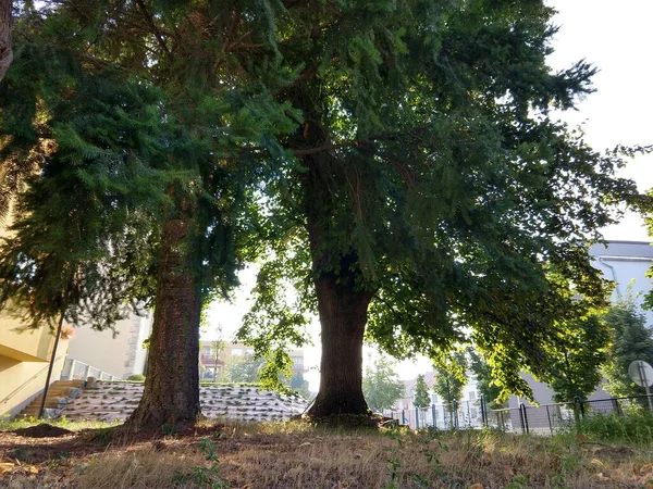 Trees Park European City — Stock Photo, Image