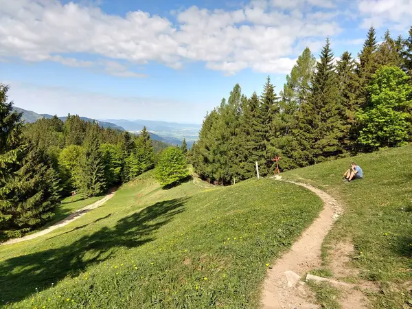 Vacker Grön Skog Landskap Solig Dag — Stockfoto