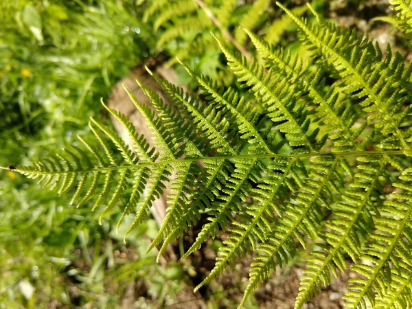 Grüne Wiese Sonnigem Tag — Stockfoto