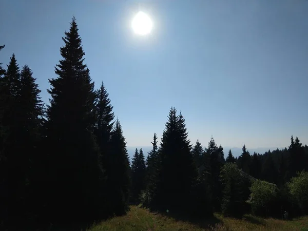 Schöner Grüner Bergwald — Stockfoto