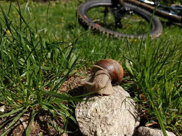 Caracol Sobre Fondo Del Bosque Cerca — Foto de Stock