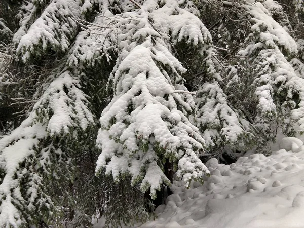 Nature Snow Winter Slovakia — Stock Photo, Image