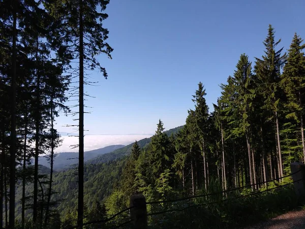 Hermoso Paisaje Bosque Verde Día Soleado —  Fotos de Stock