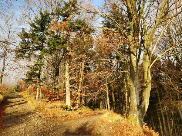 Feuilles Automne Colorées Sur Les Arbres Dans Nature Slovaquie — Photo