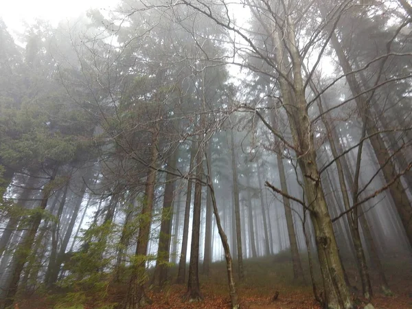 Schönes Herbstholz Herbst Slowakei — Stockfoto