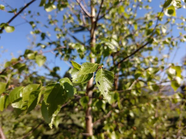 Fechar Ramo Árvore Verde — Fotografia de Stock