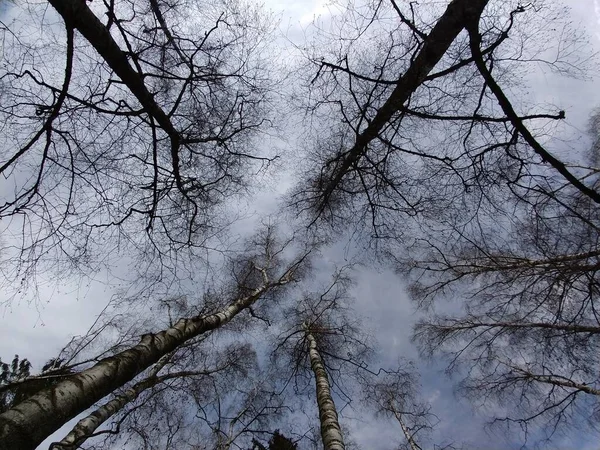 空に広がる木々の枝 — ストック写真