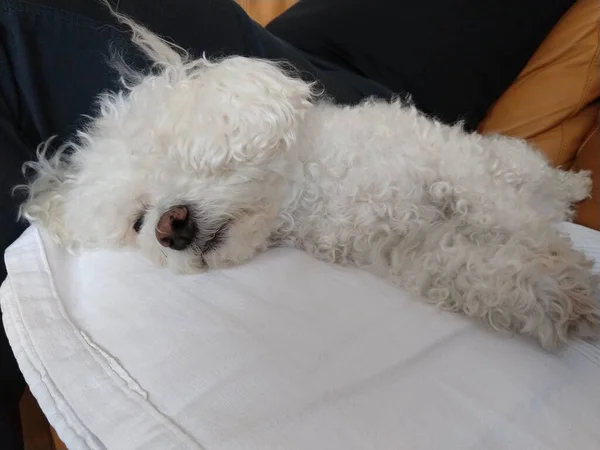 Cute Biały Pies Domu — Zdjęcie stockowe