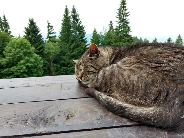 猫睡在院子里的木制长椅上 — 图库照片