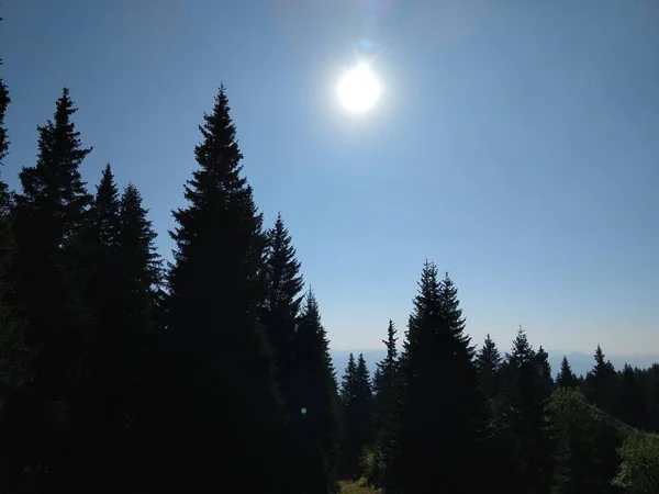 Hermoso Bosque Montaña Verde —  Fotos de Stock